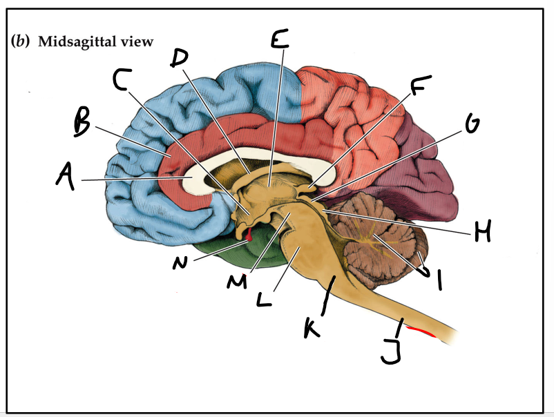 <p>where is the fornix</p>