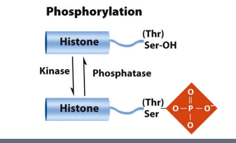 <p>Kinase adds a phosphate group to one or more serine or </p><p>threonine amino acids, adding a negative charge, thus </p><p>decreasing the affinity of histones to DNA.</p><p></p>