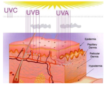 <ul><li><p><span style="background-color: transparent; font-family: &quot;Helvetica Neue&quot;, sans-serif;">UV radiation &gt; <strong>260 nm</strong> is strongly absorbed by nucleotide bases</span></p></li><li><p><span style="background-color: transparent; font-family: &quot;Helvetica Neue&quot;, sans-serif;">Absorption can result in mutations</span></p></li></ul><p></p>