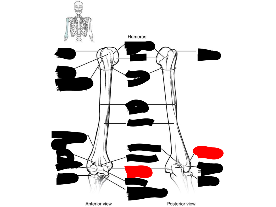 <p>humerus</p>