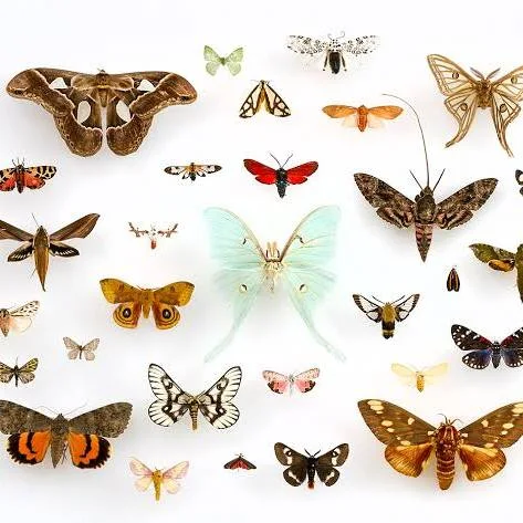 <p>Common names: Butterflies and Moths. Neopteran. Endopterygota/ Holometabolous.</p>