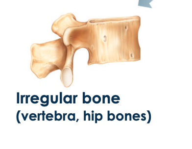 <ul><li><p>complex shaped bones </p></li></ul>