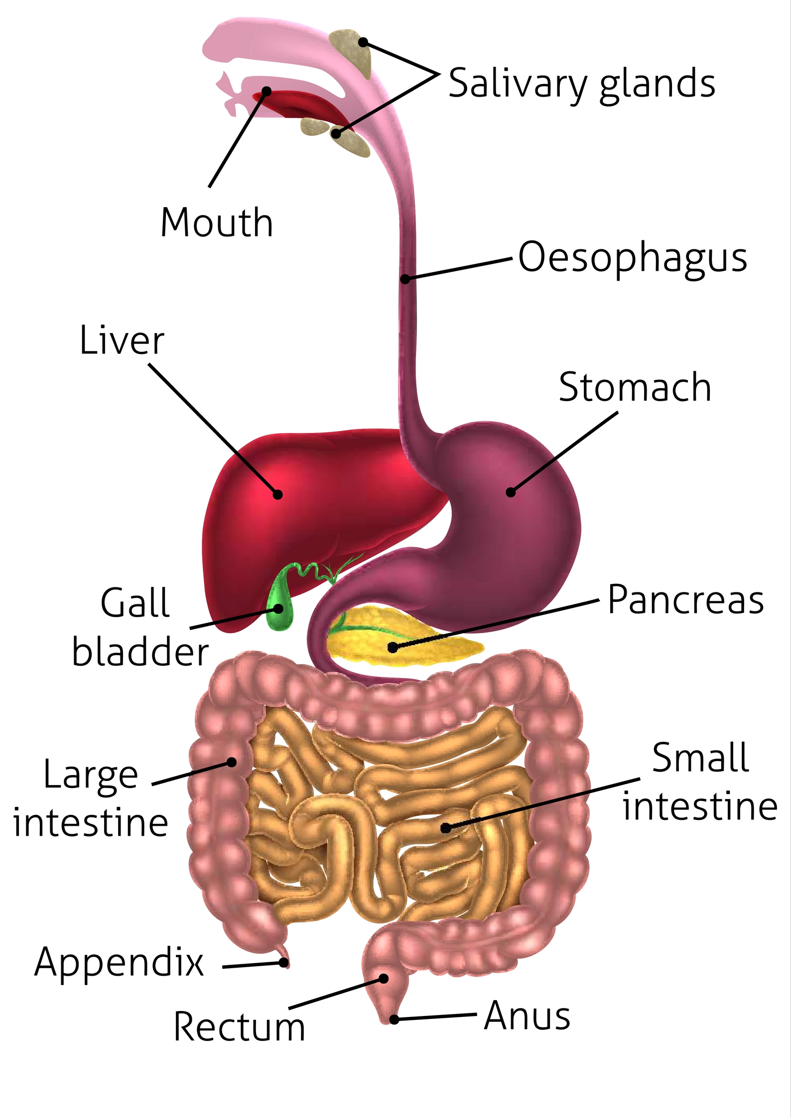 <ol><li><p>stomach</p></li><li><p>small intestine</p></li><li><p>large intestine</p></li><li><p>anus</p></li></ol>