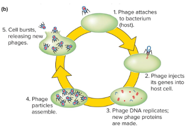 <p>Fill in the blank…</p><p>Bacteriophages are viruses that infect ( ). They contain ( ) amounts of protein and DNA. After infecting a host, the “ghost” of the phage remains attached to the outer membrane of the cell and the phage genetic material is injected into the bacterial cell.</p>
