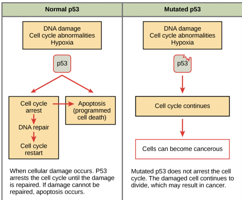 <p><span style="background-color: transparent; font-family: "Proxima Nova", sans-serif;"><span>Slow cell division, repair mistakes, or apoptosis</span></span></p>