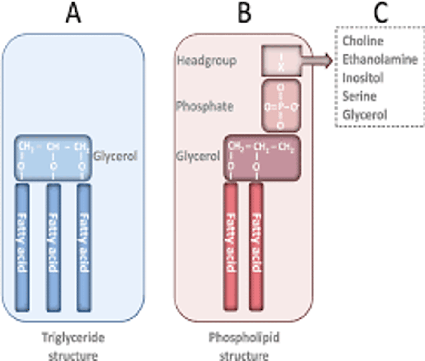 <p>-TRIacyglycerols have 3 tails and not phosphate group</p><p>-PHOSPHOlipids have a phosphate group attached to glycerol head and only 2 tails one being bent.</p>