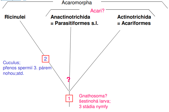 <p>Gnathosoma ( pohyblivá p řední část t ěla nesoucí chelicery, ústní pysky, resp. chobotek, a pedipalpy) je často chápáno jako autapomorfie roztočů (Acari), avšak v sou časnosti bývá takto často interpretována i p řední část t ěla taxonu Ricinulei; p řičemž se Acari jeví jako parafyleti čtí</p>