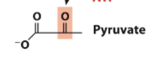 <p>Phosphate transferred to another ATP - 1 ATP produced</p><p>Final produce is Pyruvate </p><p>Steps 6-10 occurs 2x</p><p>So Net NADH and ATP production is 2 of each (1 during each round)</p>