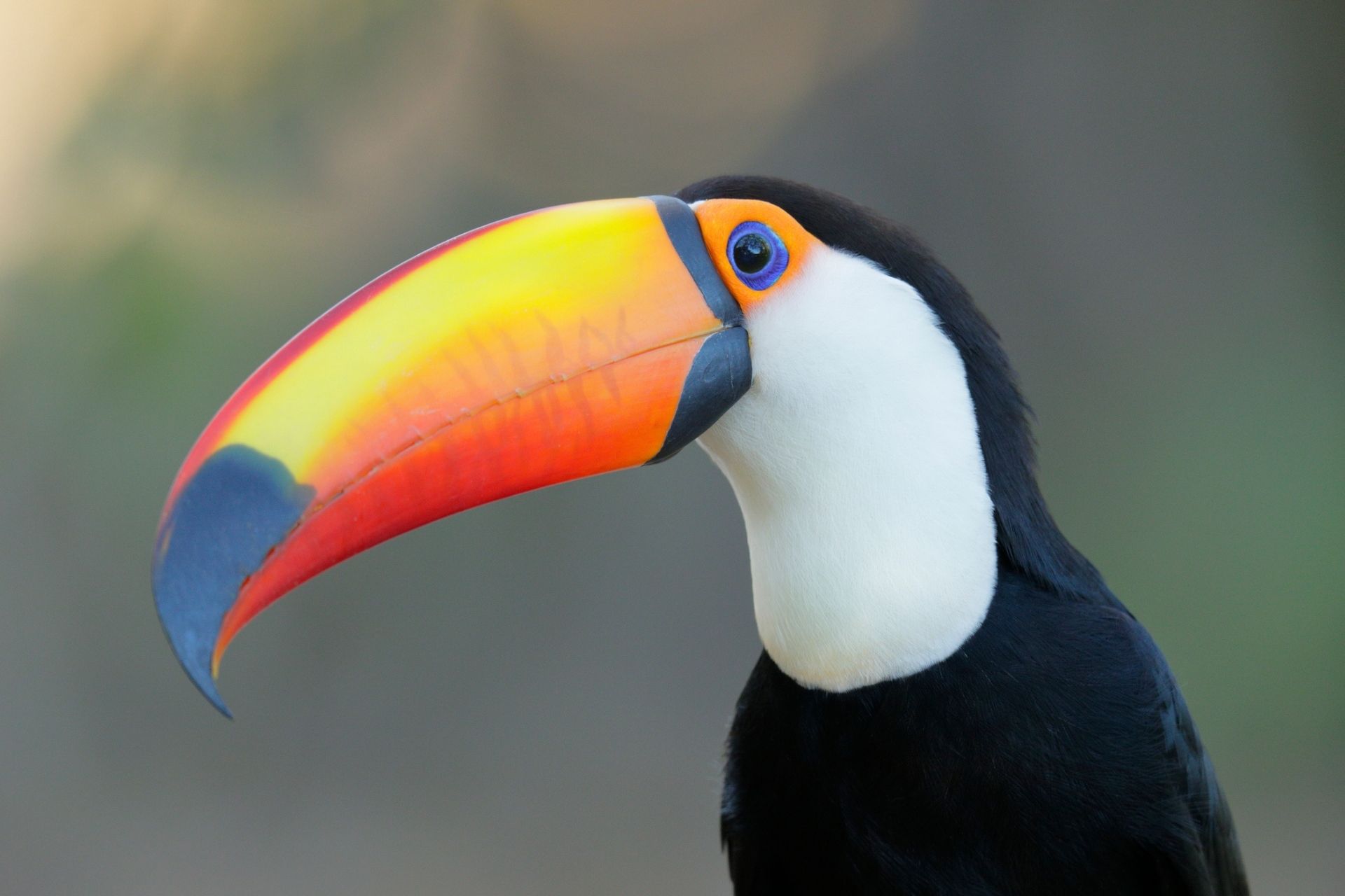 <p>n.鳥嘴</p>