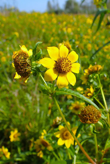 <p>A wetland plant with drooping golden daisy-like flowers and lance-shaped leaves.</p><ul><li><p>flowers tend to nod</p></li></ul><p></p>