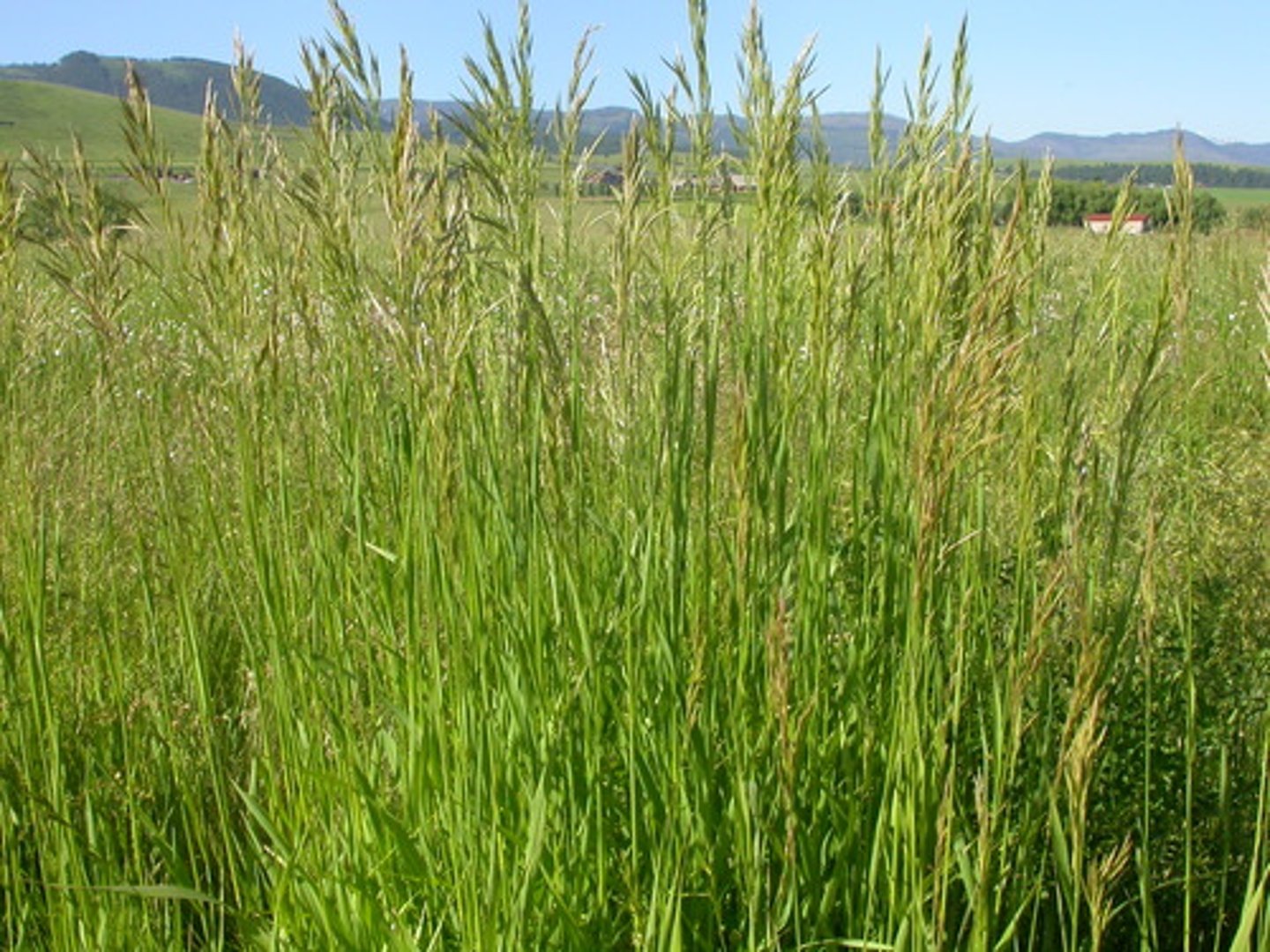 <p>Bromus inermis</p>
