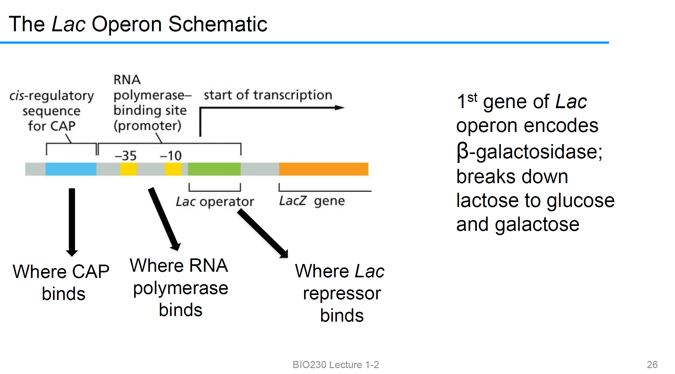 <p><strong>CAP结合</strong>cis regulatory sequence </p><p>promoter结合 <strong>RNAP</strong></p><p>LAC operator 结合<strong>lac repressor</strong></p>