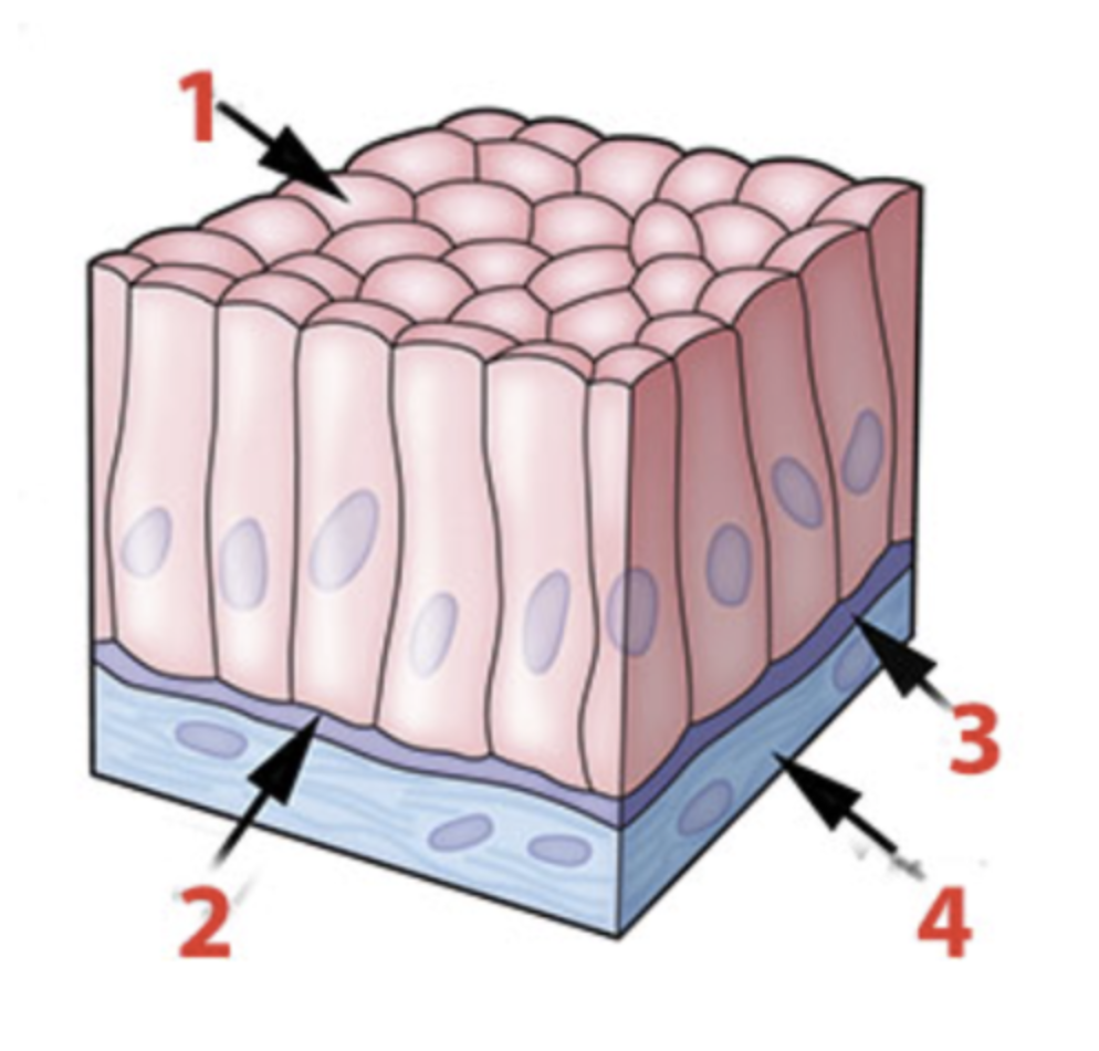<p>Identify the structure of the integument identified by the number 1?</p><p></p><p>a. dermis</p><p>b. epidermis</p><p>c. subcutaneous</p>