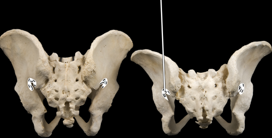 <p>Articulated male (at left) and female (at right) pelves, posterior view</p>