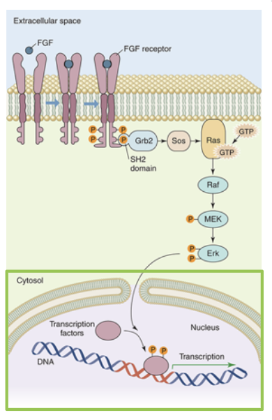 <ol><li><p>fibroblast growth facgtors (FGFs) are a class of proteins that stimulate the growth of most mammalian cells. FGFs bind to a family of receptor proteins called FGF receptors (FGFRs). FGFR is a homodimeric receptor kinase (tyrosine kinase). binding of FGF to FGFR causes the subunits to dimerize. once bound together, the FGFR undergose tyrosine transautophosphorylation to form phosphotyrosines on the cytoplasmic side. these phosphotyrosines can be bound by many different proteins</p></li></ol><p></p><ol start="2"><li><p>one such binding protein is the adaptor protein Grb2. binding to a phosphotyrosine causes Grb2 to undergo a conformation change to bind to Sos. Sos activation leads to its binding to a monomeric G protein Ras. Binding of Sos to Ras replaces the GDP with GTP and the now active Ras can bind to a serine/theronine kinase called Raf. Activated Raf can phosphorylate another protein kinase called MEK, which will in turn phosphorylate another serine/threonine kinase called Erk</p></li></ol><p></p><ol start="3"><li><p>phosphorylated Erk forms a dimer and can phosphorylate other signalling proteins in either the cytosol or the nucleus. Erk enters the nucleus to activate transcription factors, ultimately initiating transcription</p></li></ol><p></p><p>Summary</p><ol><li><p>FGFs</p></li><li><p>Grb2 &amp; intermediates</p></li><li><p>Erk</p></li></ol><p></p>
