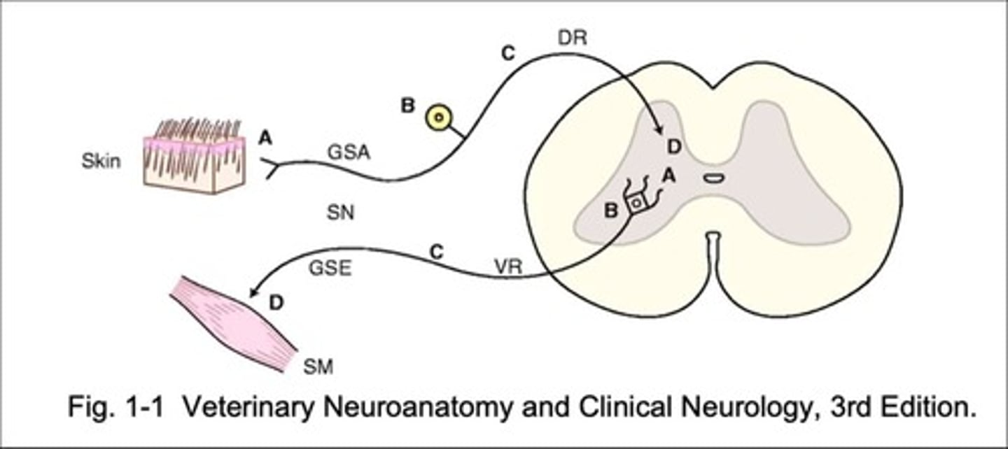 <p>Afferent neurons from sensory receptors to the CNS and efferent neurons to skeletal muscle tissue.</p>