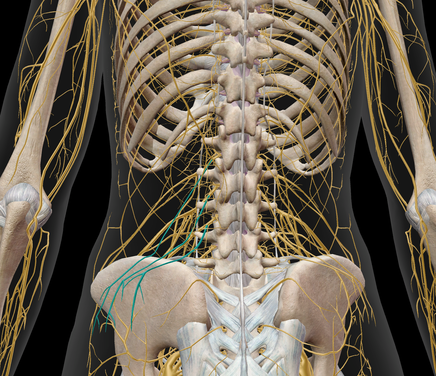 <p>sensitif cutanée partie supérieure fesse et région lombaire</p>