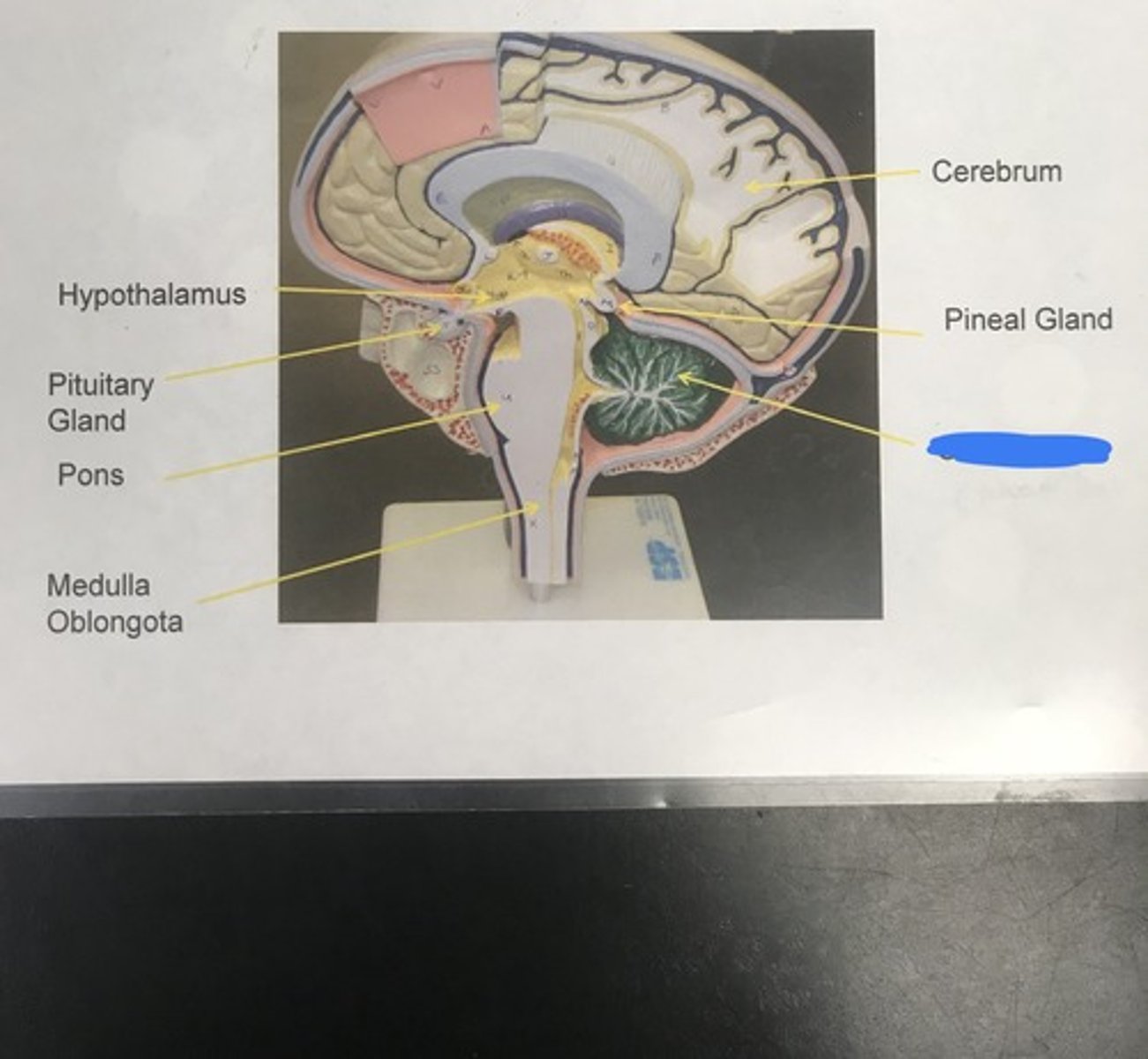 <p>Label the structure covered in blue ink and give a function</p>