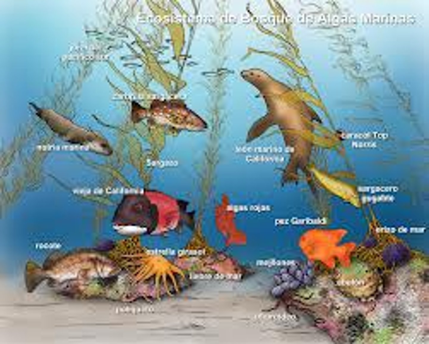 <p>a system formed by the interaction of a community of organisms with their physical environment</p>
