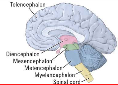 <ol><li><p>Forebrain</p><ul><li><p>Neocortex, basal ganglia, limbic system, olfactory bulb, lateral ventricles</p></li></ul></li><li><p>Brainstem</p><ul><li><p>Thalamus, hypothalamus, pituitary gland, pineal body, third ventricle</p></li><li><p>Tectum, tegmentum, cerebral aqueduct</p></li><li><p>Cerebellum, pons, forth ventricle</p></li><li><p>Medulla oblongata, fourth ventricle</p></li></ul></li><li><p>Spinal cord</p><ul><li><p>Spinal cord</p></li></ul></li></ol><p></p>
