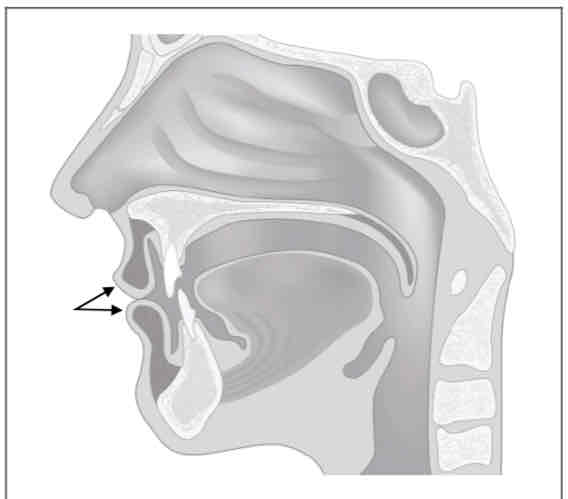 <p>What is this place of articualtion? (Both lips)</p>