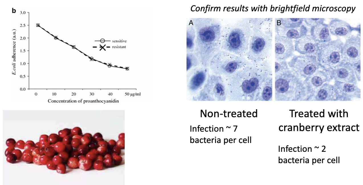 <ul><li><p>Non-treated: ~7 bacteria/cell</p></li><li><p>Treated: ~2 bacteria/cell</p></li><li><p>Confirmed with brightfield microscopy</p></li></ul><p></p>