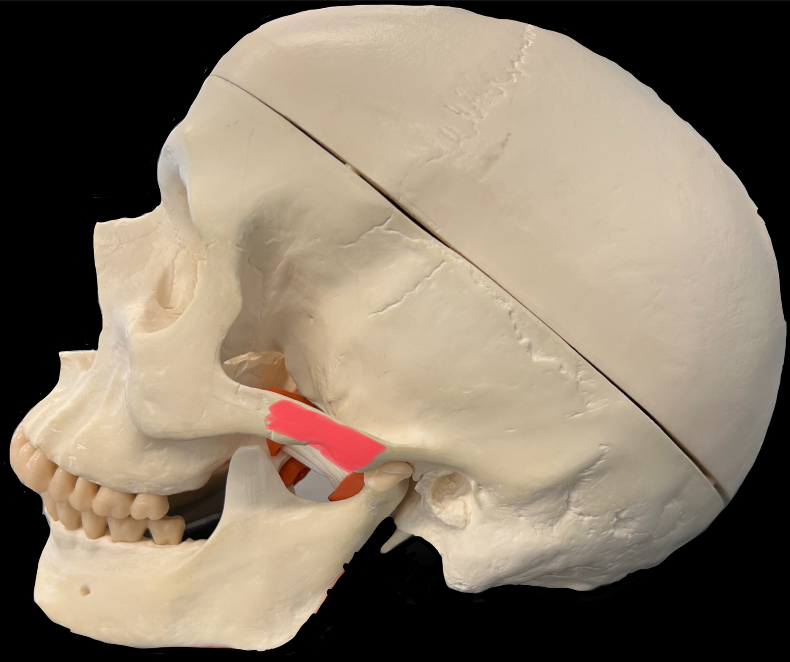 What is highlighted in red?