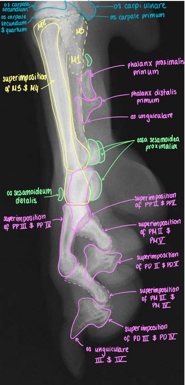 Medio-Lateral Projection of the Manus
