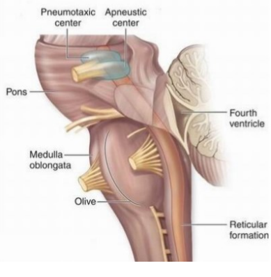<ul><li><p class="">Connects the cerebellum &amp; cerebrum</p></li><li><p class="">Origin of cranial nerves, including Trigeminal (feeling in face, chewing, swallowing) &amp; Facial (facial expressions)</p></li><li><p class="">Regulates breathing depth &amp; frequency</p></li><li><p class="">Modulates brain activity through slow neurotransmitter systems</p></li></ul><p></p>