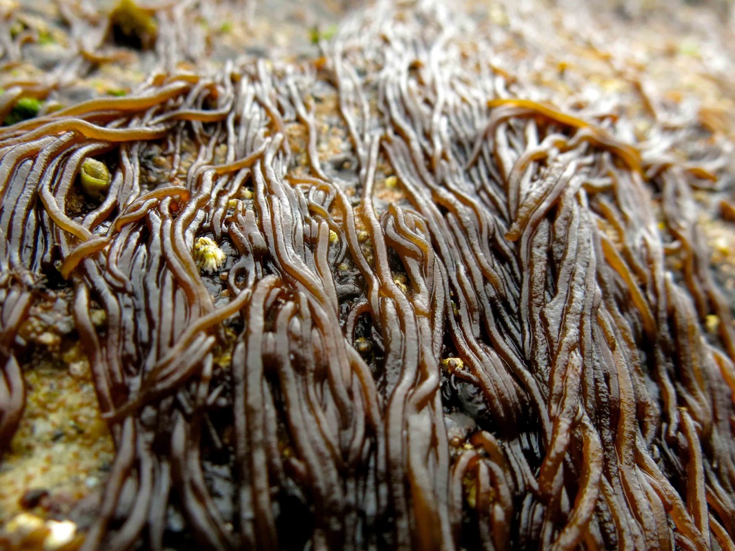 <p>Spaghettis Seaweed</p>