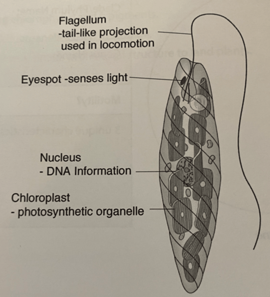 <p>unicellular organism with flagella and an eyespot</p>