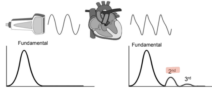 <p>(1) as US propagates through medium, it produces acoustic energy at multiples of the transmitted frequency</p><p>(2) energy from fundamental frequency is converted to harmonic frequency by non-linear behavior</p><p>(3) harmonics are not present as the sound leaves the TDR, they are created <strong><em>deeper </em></strong>in the tissues during transmission</p>