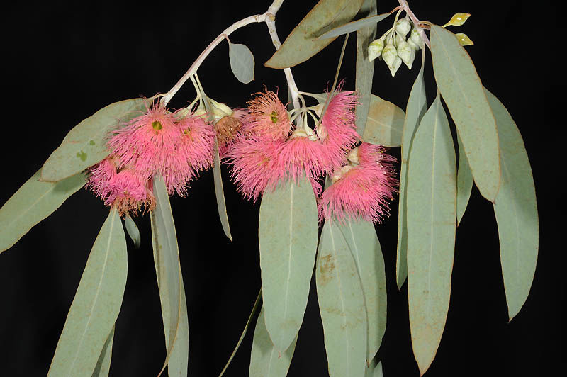 <p>Red iron bark (Invasive)</p>