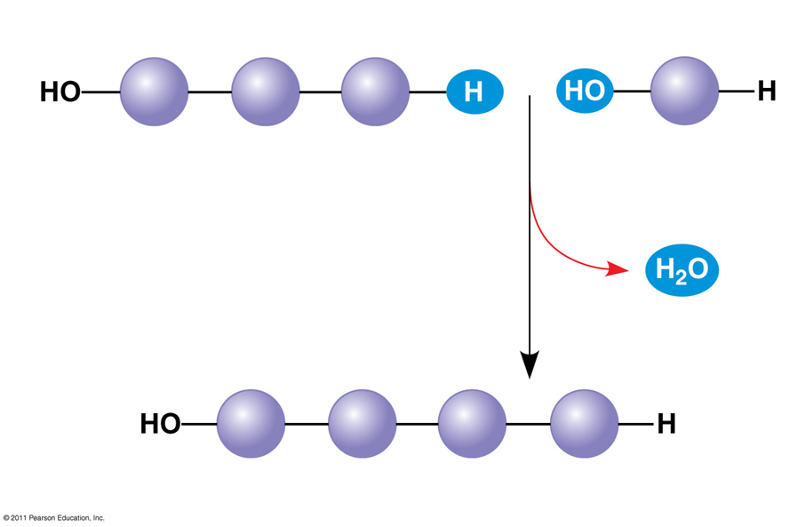 <p>What type of reaction is occurring in the image above?</p><p></p>