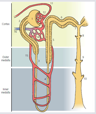 <p>Loop of Henle</p><p></p>