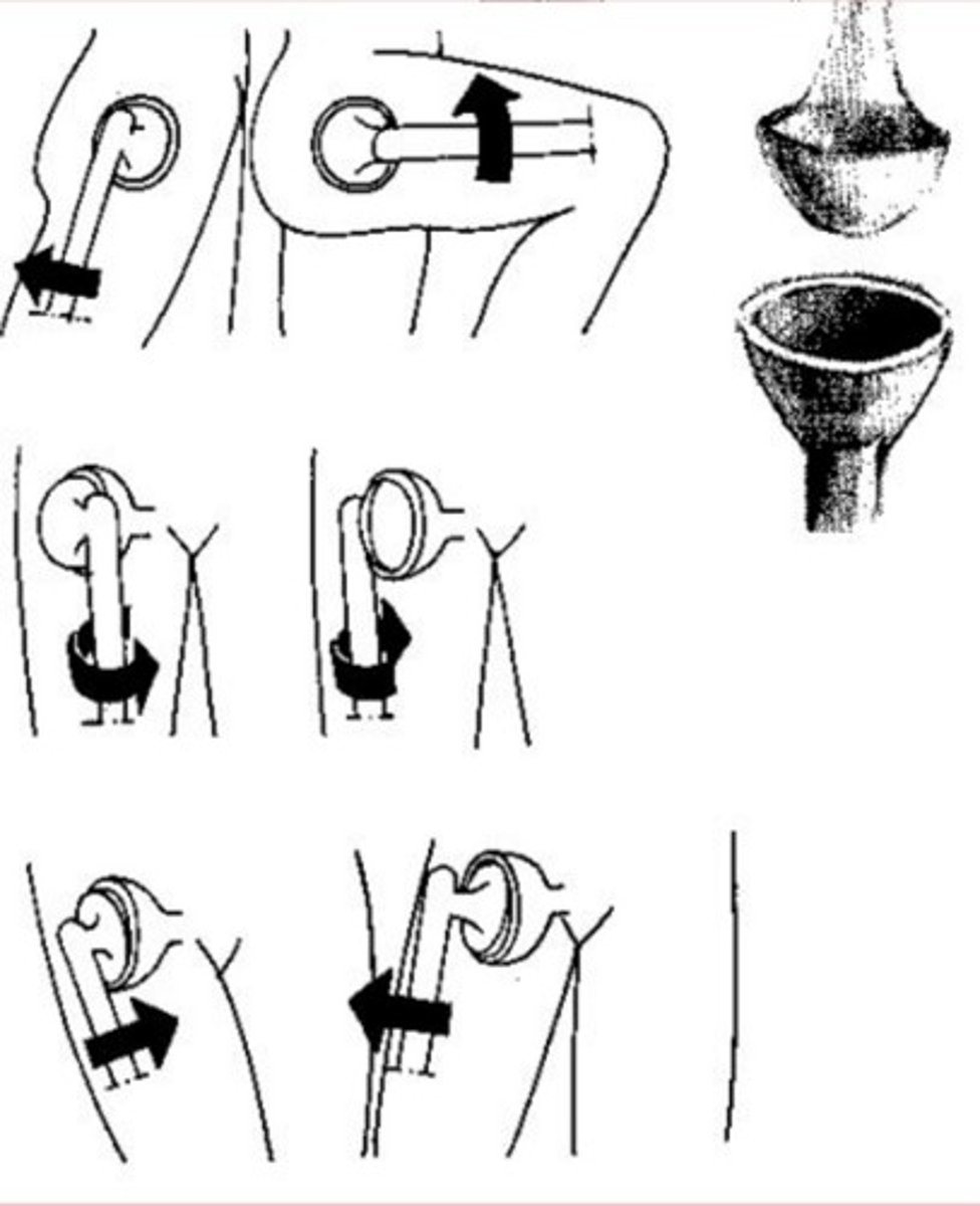 <p>Son las articulaciones del hombro y la</p><p>cadera.</p><p>● Las únicas articulaciones multiaxiales</p><p>del cuerpo.</p><p>Abducción - Aducción</p><p>Flexión - Extensión</p><p>Rotaciones</p>