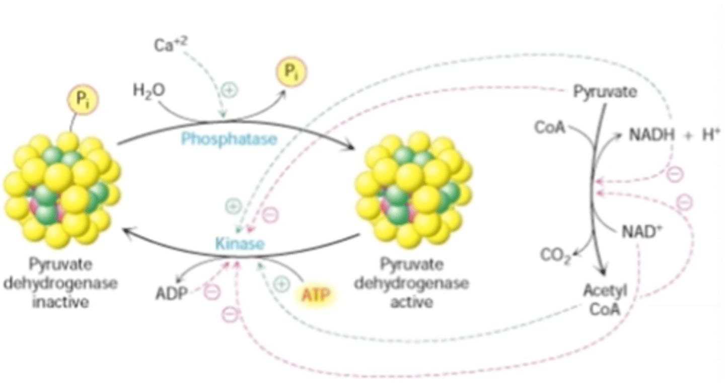 <p>1. Alosteriškai PDG aktyvumą</p><p>a) slopina (retroinhibicija): NADH+H+, acetil-KoA, riebalų rūgštys, ATP. (jei ląstelė turi pakankamai energijos)</p><p>b) aktyvina: NAD+, KoA ir AMP. (jei ląstelė stokoja energijos)</p><p>2. Kovalentiškai modifikuojant PDG kompleksas fosforilintas yra neaktyvus ir priešingai- nefosforilintas aktyvus. Kompleksą fosforilina ir mažina jo aktyvumą - piruvatdehidrogenazės kinazė. PDG defosforilina piruvatdehidrogenazės fosfatazė.</p>