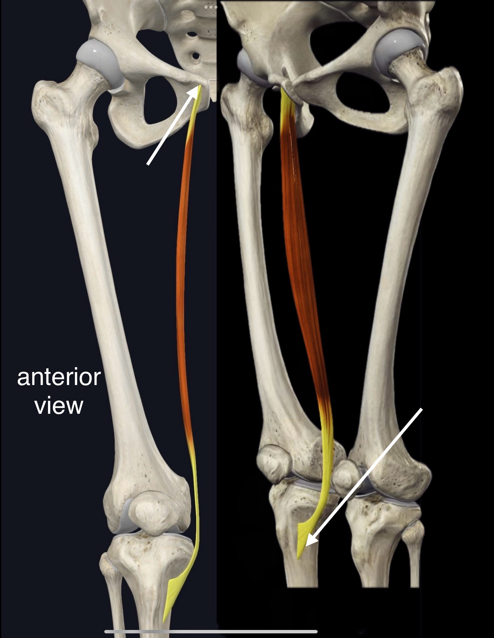 <p>Name the muscle, origin and insertion</p>