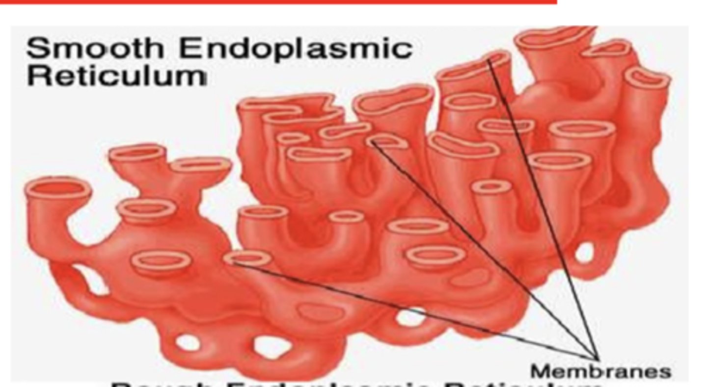 <p>What is the function of the smooth ER? (3)</p>