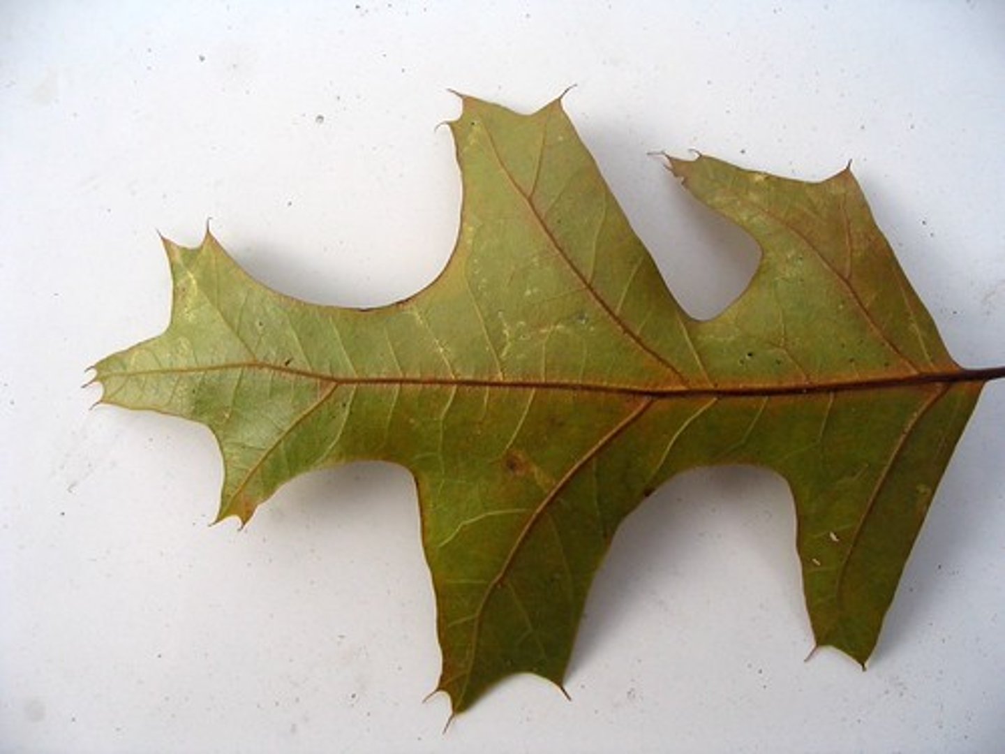 <p>Part Used: Root, seeds, leaves</p><p>Actions: Astringent*, styptic, anti-inflammatory</p><p>Indications:</p><p>- topical: varicosities, anal fissures, wounds, small burs, strains, sprains, weeping eczema, hemorrhoids</p><p>- douche: leucorrhea, vaginal prolapse, post-partum uterine bleeding</p><p>- internal: diarrhea, dysentery, rectal bleeding, IBD, ulcers</p><p>SE: IDA, malabsorption w/ long-term use</p><p>CI: HF, large areas of skin damage, constipation, IDA</p><p>RUB it into the skin to help your ailments; it may help internal and external bleeding</p><p>northern red oak</p>