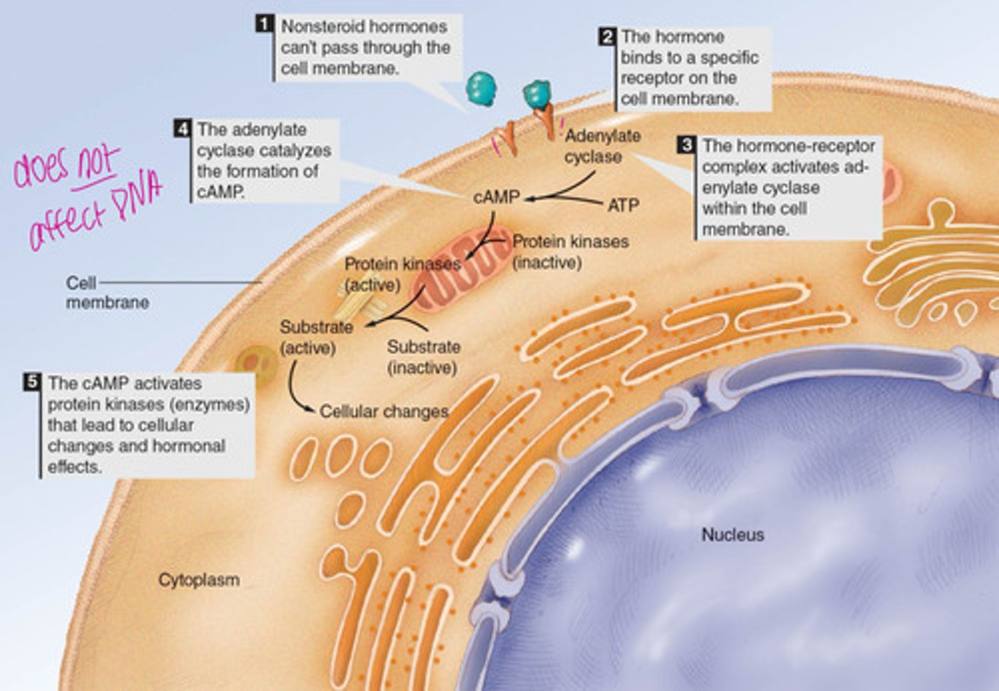 <p>- needs receptor</p><p>- does NOT affect DNA</p>