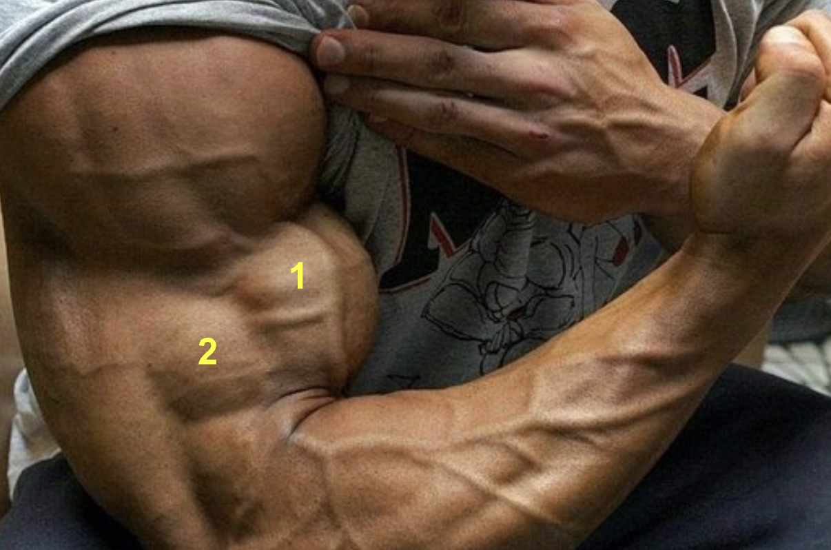 <p>What muscles are indicated by “1” &amp; “2”?</p>
