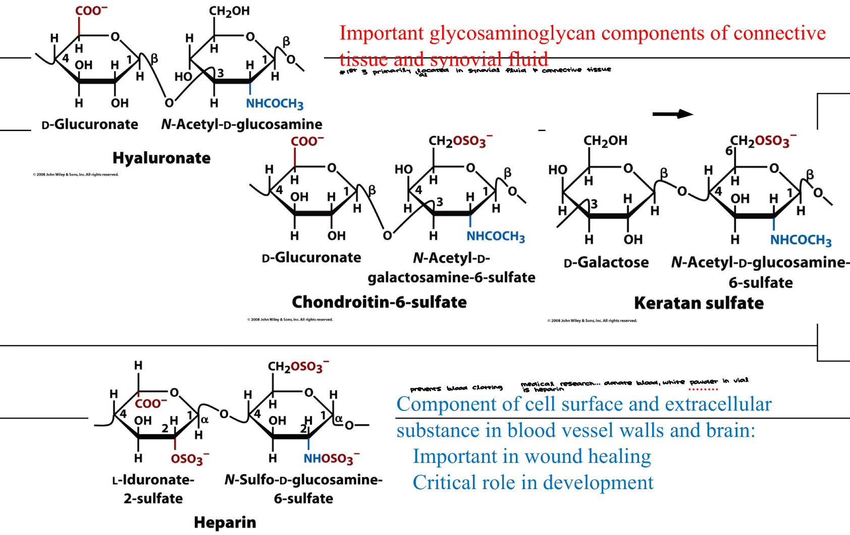 <ul><li><p>Important glycosaminoglycan components of connective tissue and synovial fluid&nbsp;</p></li><li><p>Component of cell surface and extracellular substance in blood vessel walls and brain: Important in would healing, critical role in development&nbsp;</p><ul><li><p>heterosugars have more complex structures</p></li><li><p>sulfanated glycosaminoglycans are very important… present in seaweed and their consumption can be useful to treat lots of diseases related to retina&nbsp;</p></li></ul></li></ul><p></p>