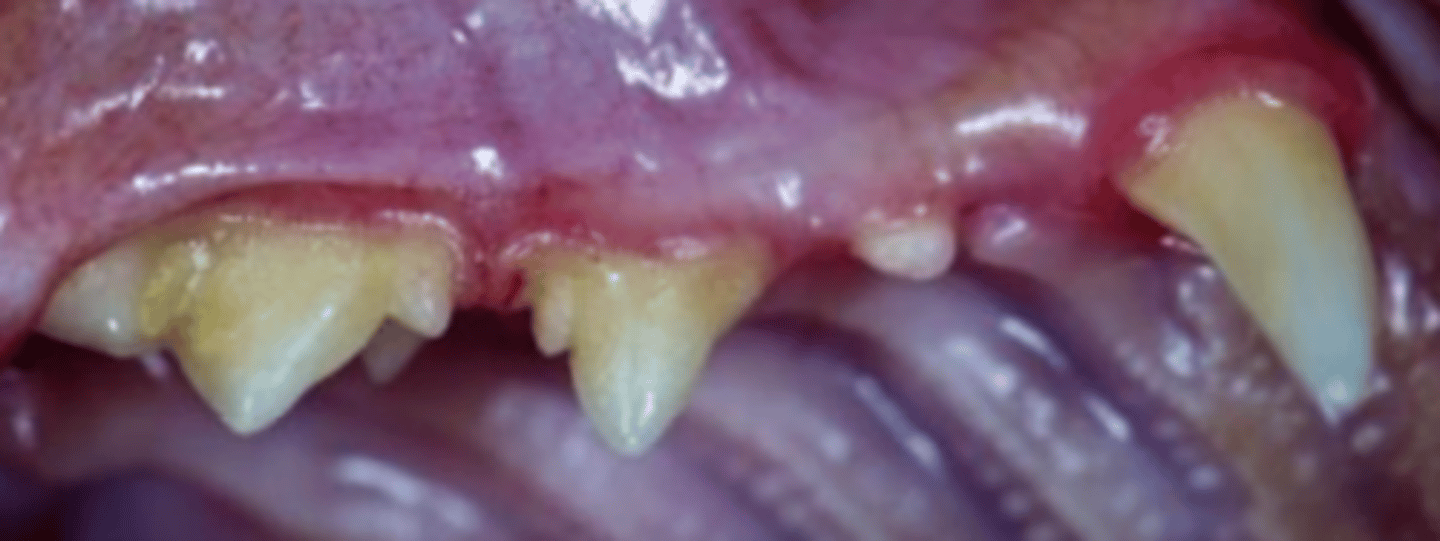 <p>- Reddened, proliferative gingiva</p><p>- Vesicles, papules, erosions and ulceration</p>