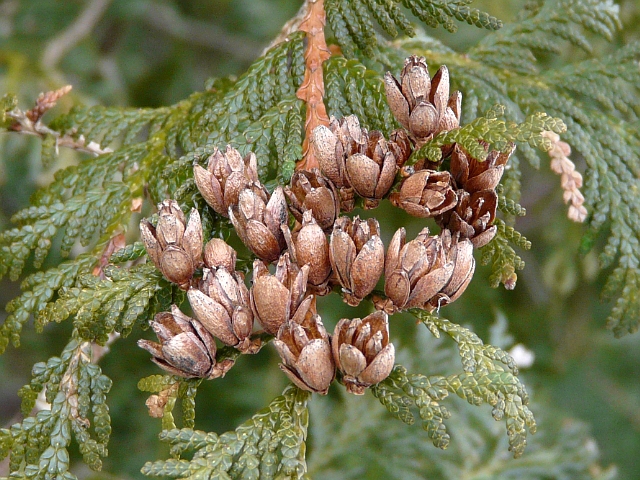 <p>mini “flower” cones, 5/8-3/4”, scales in 4-8 pairs, short stalk</p>