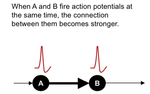 <p>→ when an axo of cell A is near enough to excite cell B, and repeatedly fires it, some growth processes/metabolic change takes place in one/both cells so cell A’s efficiency to fire B is increased</p><ul><li><p>‘neurons that fire together wire together’ </p></li></ul><p></p>