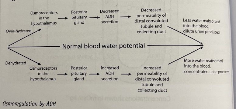 <p>the water potential of the blood varies when animals become:</p><ol><li><p>over hydrated due to excess water intake, or low salt intake</p></li><li><p>dehydrated due to low water intake, sweating or high salt intake</p></li></ol><p>the water potential of the blood is controlled by receptors called osmoreceptors in the hypothalamus, which respond by triggering the release of more or less antidiuretic hormone (ADH) into the blood from the posterior lobe of the pituitary gland. osmoregulation is controlled by negative feedback. </p><p>ADH binds to membrane receptor proteins found on the surface of cells lining the distal convoluting tubule and collecting duct walls. the binding of ADH triggers vesicles containing intrinsic membrane proteins called aquaporins containing pores that allow water to pass through the walls down the water potential gradient. when ADH concentration falls, aquaporins are removed from the cell membrane</p><p></p>