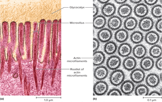 <p>Microvilli</p>