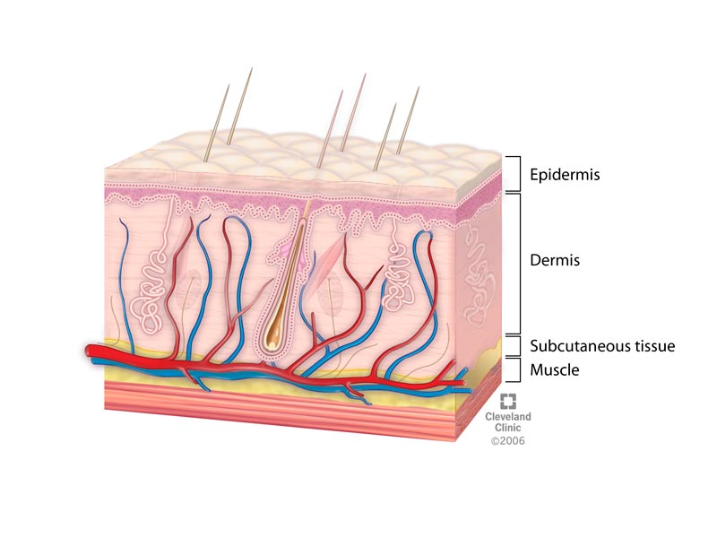 <p>-the dermis but not the epidermis</p>