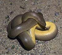 <p>rubber boa</p>